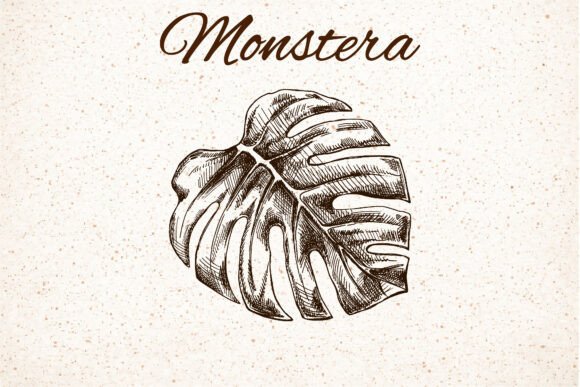 Monstera Leaf Clipart EPS SVG PNG AI Review